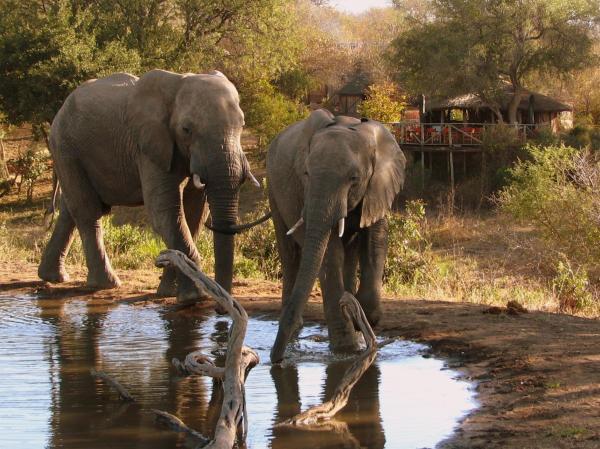 Umlani Bushcamp, 예약 로지 Timbavati Game Reserve Mpumalanga